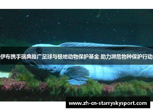 伊布携手瑞典推广足球与极地动物保护基金 助力濒危物种保护行动